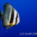 batfish_longfin_lk_h_0705_png1216.jpg